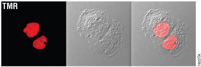 HaloTag® rapid labeling results in signal that is robust and specific.